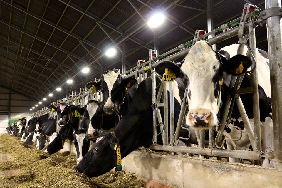 Stal Cools AGRILED LED stalverlichting koeien varkens paarden LED barn lighting dairy cows horses pigs sows LED Stallbeleuchtung Rindvieh LED d’éclairage bovin Équin Caprin Porcins